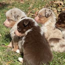 Miniature Australian Shepherds from Arbor Hill Aussies