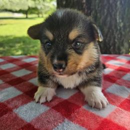 I'm a little bear - Black and tan male Pembroke Welsh Corgi puppy in Tennessee from Voneida Collies & Corgis