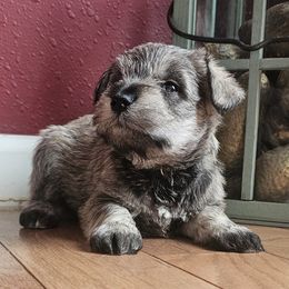 Girl 2 - Salt and pepper female Miniature Schnauzer puppy in Hiddenite, North Carolina from Beyond Blessed Pawz