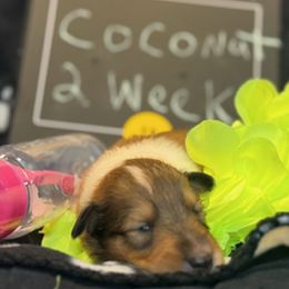 Coconut - Sable and white female Collie puppy in Carencro, Louisiana from Cajun Bayou's Collies LLC