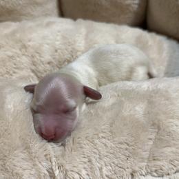 1st Born ee Cream - Cream female Dachshund puppy in Rochester, Washington from Curtiss Dachshunds