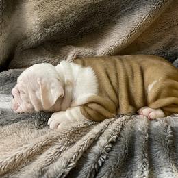Bulldog Puppies from Semper Fi Bulldogs