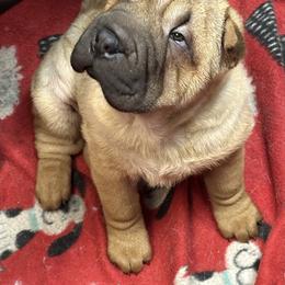 Chinese Shar-Pei Puppies from Blackwitch Farms