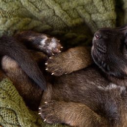 German Shepherd Puppies from Platz German Shepherds