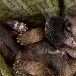 German Shepherd Puppies from Platz German Shepherds