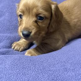 Luna - Sable female Dachshund puppy in Hardy, Arkansas from Tracy's Dachshunds