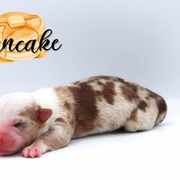 Pancake - Sable female Pembroke Welsh Corgi puppy in Star City, Arkansas from Say When Corgi Co.