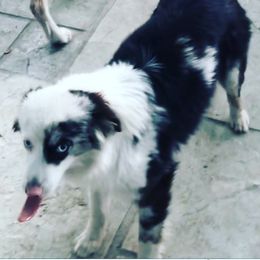 Minnie - Miniature American Shepherd