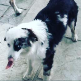 Minnie - Miniature American Shepherd
