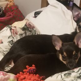 Chihuahuas from Nancy's Chihuahuas