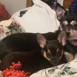 Chihuahuas from Nancy's Chihuahuas