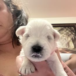 Miniature Schnauzer Puppies from S & S Miniature Schnauzer