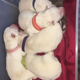 Siberian Husky Puppies from Blue Skyes Huskies