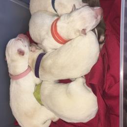 Siberian Husky Puppies from Blue Skyes Huskies