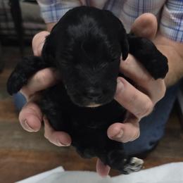 Molly - Black and white female Aussiedoodle puppy in Windom, Texas from Wild Farm Puppies
