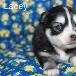 Lacey - Black and white female Pomsky puppy in Mc Callsburg, Iowa from SZ Rolling Acres LLC