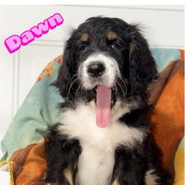 Dawn - Tri-color female Bernedoodle puppy in Beecher, Illinois from Erica’s Doodles