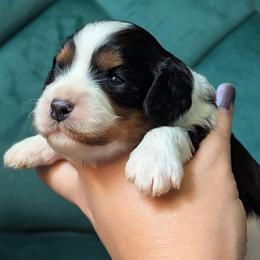 Leona - Tri-color female Cavapoo puppy in San Diego, California from WW Cavapoos