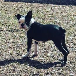 Shelby - Black and white female Boston Terrier puppy in Albuquerque, New Mexico from Mat Bee Boston Terriers
