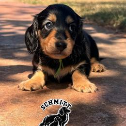 Peter - Black and tan male Dachshund puppy in Ramona, Oklahoma from Schmitt Dachshunds