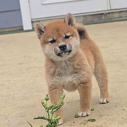 Shiba Inu Puppies from Diwasou