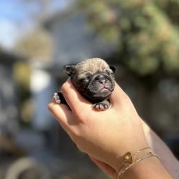 Beau - Pug puppy from Milan Pugs