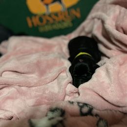 Yellow Collar - Labrador Retriever puppy from Hossrun Labradors