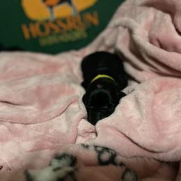 Yellow Collar - Labrador Retriever puppy from Hossrun Labradors