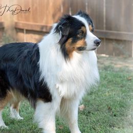 Ethan - Australian Shepherd
