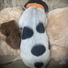 Orange collar male - Black roan male German Shorthaired Pointer puppy in Hardeman County, Tennessee from Howell Farm GSP