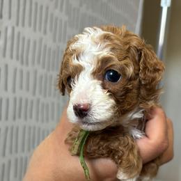 Poodle Puppies from Poodles 4 Life