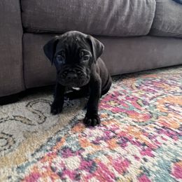 Cane Corso Puppies from Ragnarok kennels