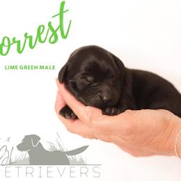 Labrador Retriever Puppies from AGL Retrievers