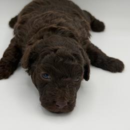 Snickers - Brown male Poodle puppy in Southampton, New Jersey from Lavishly Loved Pets LLC