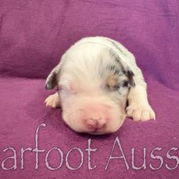 Girl 6 - Blue merle female Australian Shepherd puppy in Lowell, Indiana from Bearfoot Aussies and Tollers