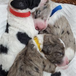 Aussiedoodle Puppies from Southwest Florida Doodles