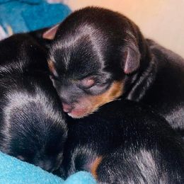 Yorkshire Terriers from Firesteel Yorkies