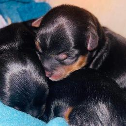 Yorkshire Terriers from Firesteel Yorkies