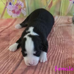 Suede - Black tri-color female Australian Shepherd puppy in Lakeland, Florida from Diamond P Australian Shepherds