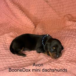 Avon - Black and tan female Dachshund puppy in Lexington, Oklahoma from BooneDox Miniature Dachshunds