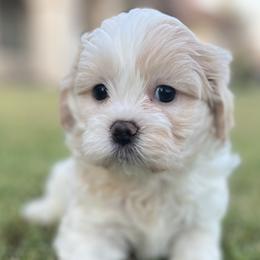 Bichon Frises and Shih Tzus from Teddy Bears of Arizona