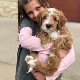 Goldendoodle Puppies from Beck Kennel