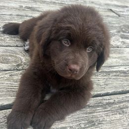 Newfoundlands from Gables Homegrown Pawprints