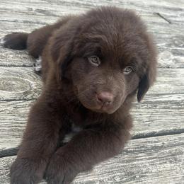 Newfoundlands from Gables Homegrown Pawprints