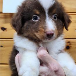 Boy 3 - Red tri male Miniature Australian Shepherd puppy in Hampton, Tennessee from TC Farms Stock Dogs - Miniature Australian Shepherds