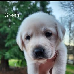 Green collar - Yellow male Labrador Retriever puppy in Mossyrock, Washington from White River Labradors