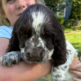Aster - Liver white and roan female English Springer Spaniel puppy in Newport News, Virginia from Sara's English Springer Spaniels (All Tails Kennel)