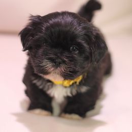 Shih Tzu Puppies from Kissyface Shih Tzu