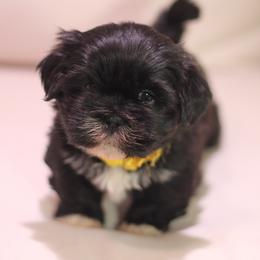 Shih Tzu Puppies from Kissyface Shih Tzu