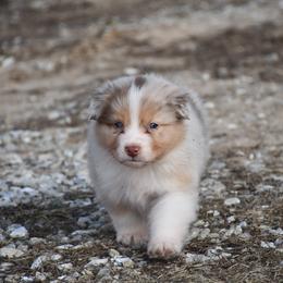 Croissant - Red merle male Australian Shepherd puppy in Kirksville, Missouri from BellSharps Australian Shepherds